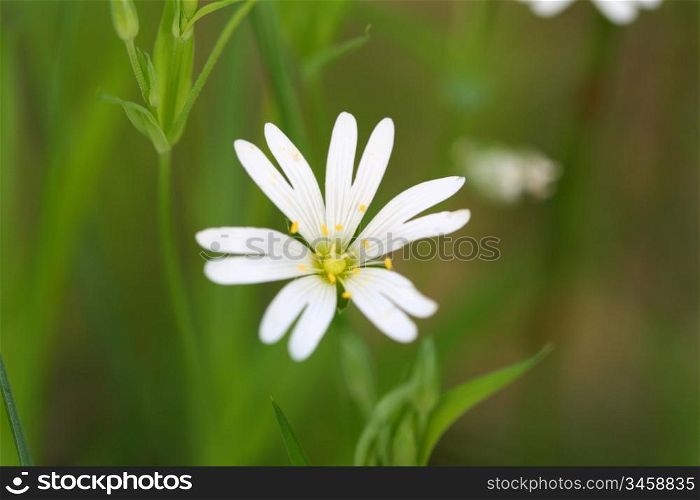 white flower nature background