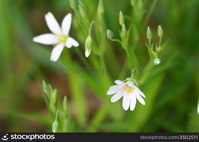 white flower nature background