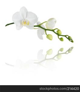 White flower of a phalaenopsis orchid with several buds on a branch, isolated on a white background, reflected in the mirror surface