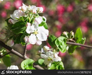 white flower of blossoming apple tree in spring