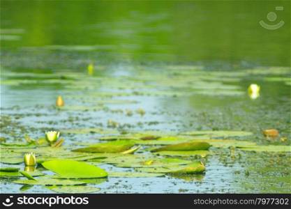 white flower of Nymphaea alba. white flower of Nymphaea alba on the surface of pond