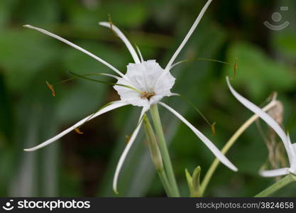 White flower of rubiaceae family