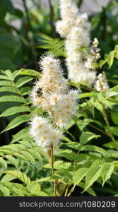 White flower of the Sorbaria in the summer garden