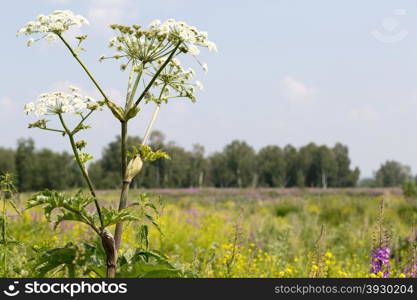 White flower on a background of green fields and forests. White flower in the foreground on a background of green fields and forests