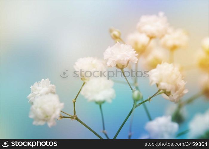White flower on blue background. Soft focus.