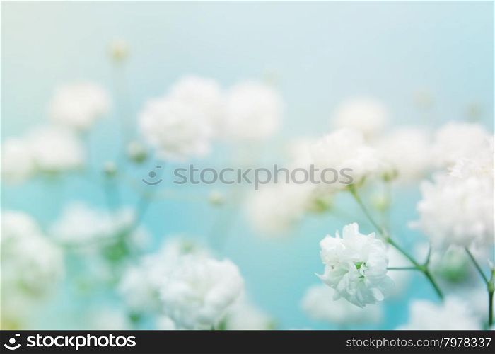 White flower on blue background. Soft focus.&#xA;&#xA;