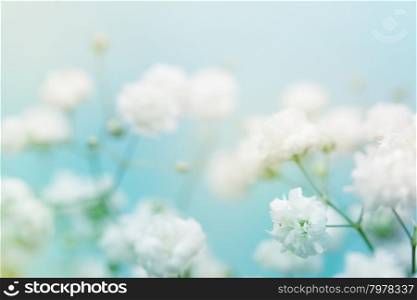 White flower on blue background. Soft focus.&#xA;&#xA;