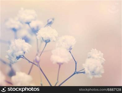 White flower on blur background. Soft focus.