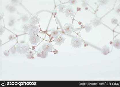 White flower on light background. Soft focus.