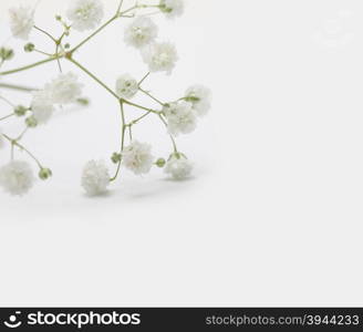 White flower on light background. Soft focus. Vintage retro style.&#xA;&#xA;