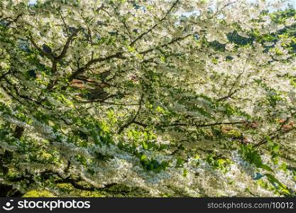 White flower on tree limbs create a ceiling of profusion.