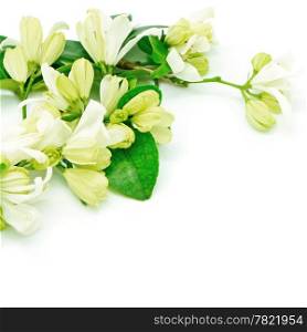 White flower, Orang Jessamine (Murraya paniculata) or China Box Tree, Andaman Satinwood, isolated on a white background