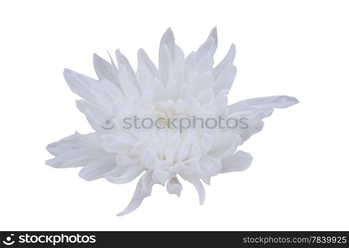 white flower over white background , single object