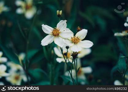 white flower plant in the nature in springtime
