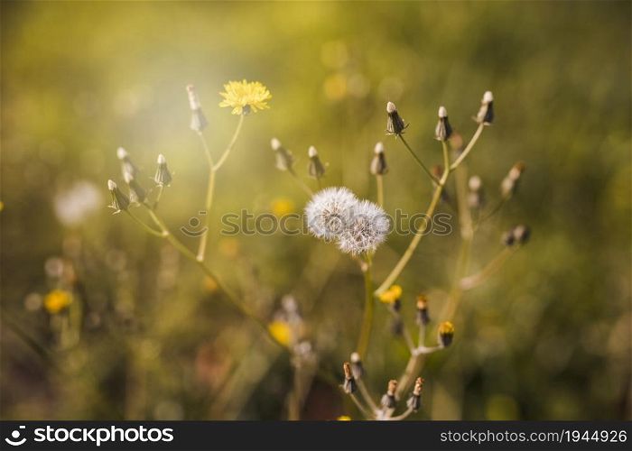 white flower with bud sunlight. High resolution photo. white flower with bud sunlight