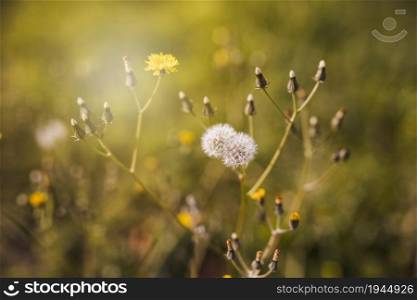 white flower with bud sunlight. High resolution photo. white flower with bud sunlight