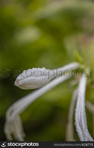 White flower with drops at spring day. Vertical view. Blurred background