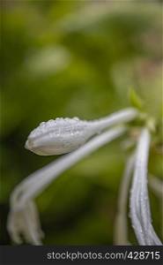 White flower with drops at spring day. Vertical view. Blurred background