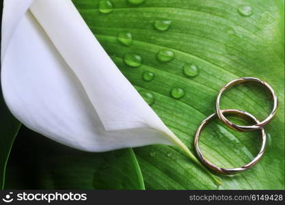 white flower with green leaves and wedding rings close up