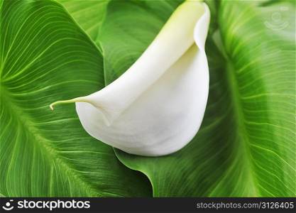 white flower with green leaves close up