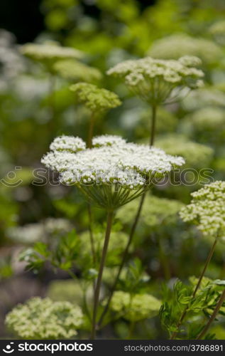 White flowering Moon Carrot