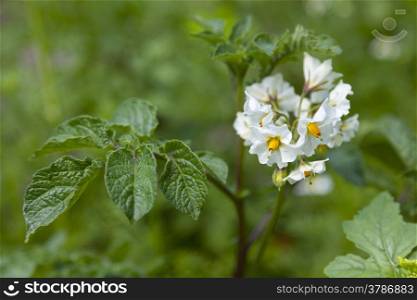 White flowering Solanum tuberosum, potato