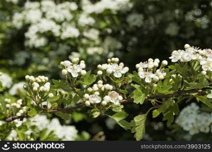 White flowering thornapple