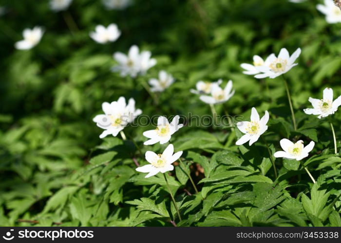 White flowers