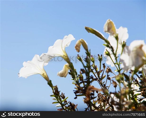 White flowers against blue sky, horizontal image