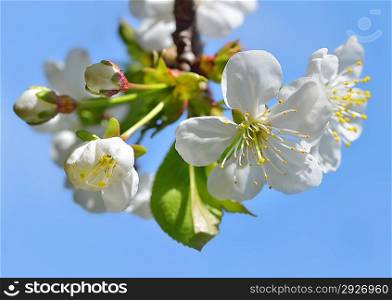 White flowers and buds on a blossoming tree against a blue sky