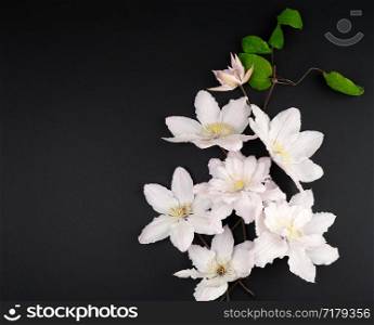 white flowers and green leaves of clematis on a black background, top view, copy space