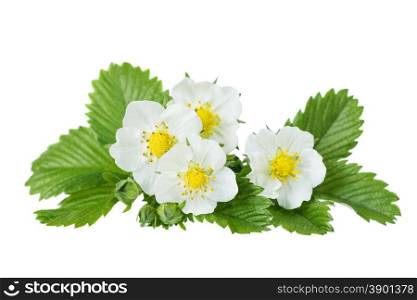 White flowers and green leaves of wild strawberry isolated on white background