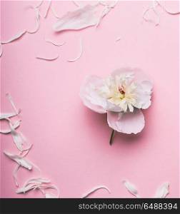 White flowers and petals on pastel pink background, top view
