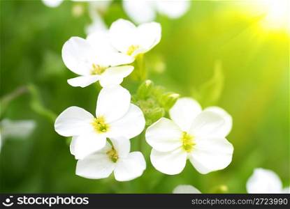 White flowers and sun on the green soft background