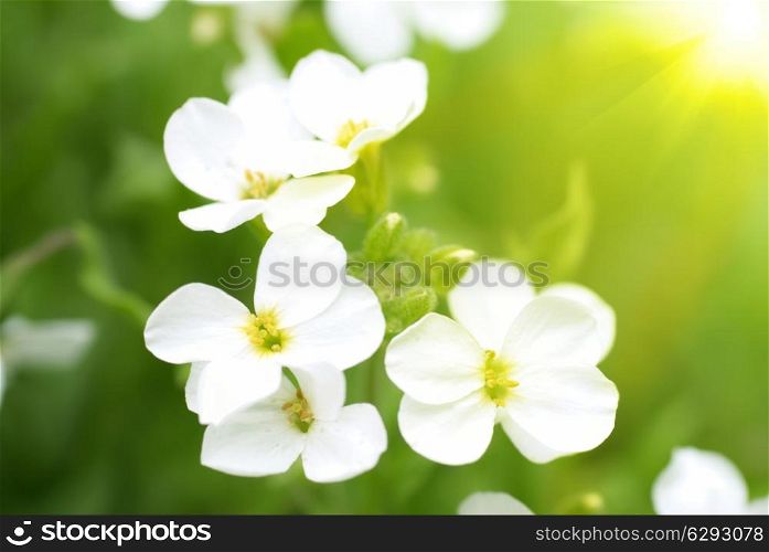 White flowers and sun on the green soft background