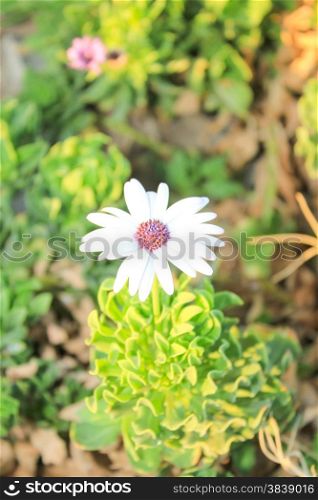 White Flowers at sun light. Green Floral Background.