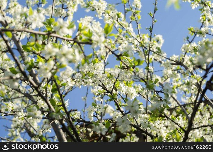White flowers blooming on tree branches in spring, close up.