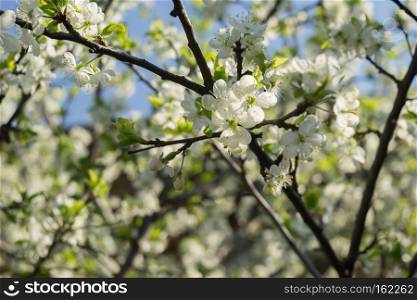 White flowers blooming on tree branches in spring, close up.