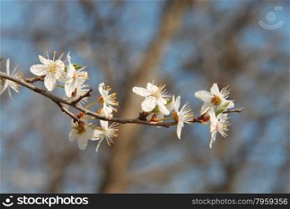 White flowers blossoming on the branch of wild tree
