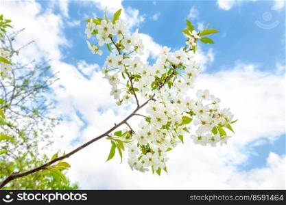 White flowers cherry with green leaves and blue sky
