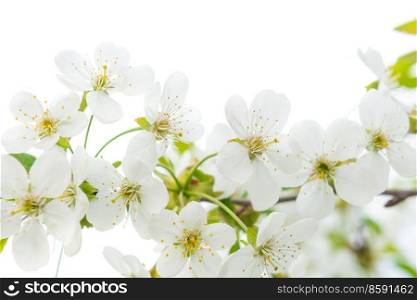 White flowers cherry with green leaves isolated on white 