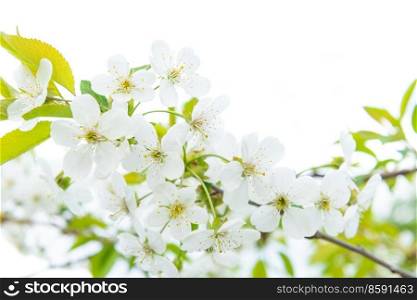 White flowers cherry with green leaves isolated on white 