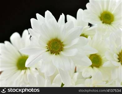 white flowers , close up shot for background