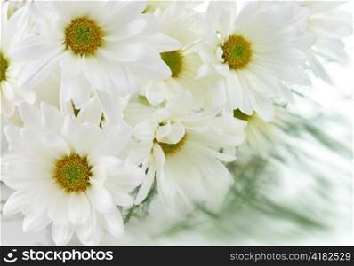 white flowers , close up shot for background