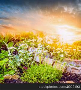 White flowers in rock garden over sunset sky nature background