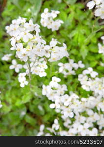 white flowers in the field