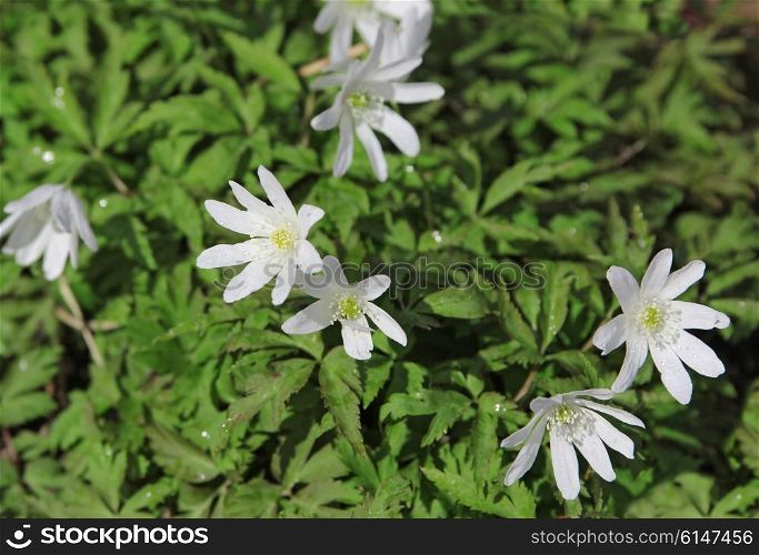 White flowers in the field