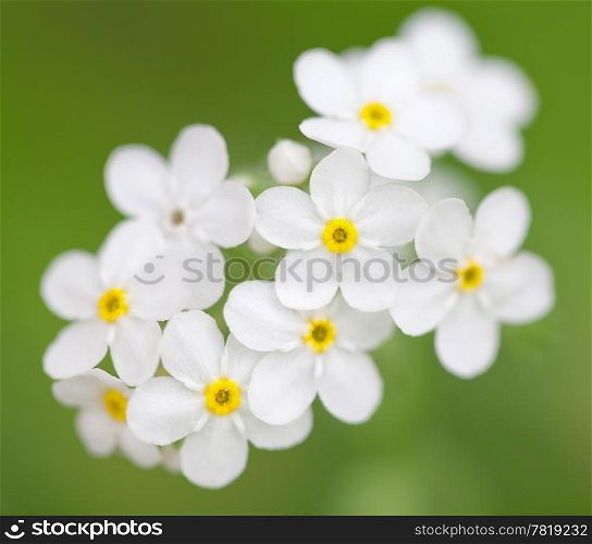 white flowers in the field