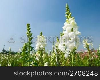 white flowers in the field under blue sky, sunny day, Snapdragon