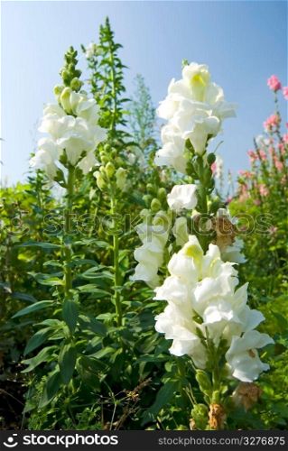 white flowers in the field under blue sky, sunny day, Snapdragon